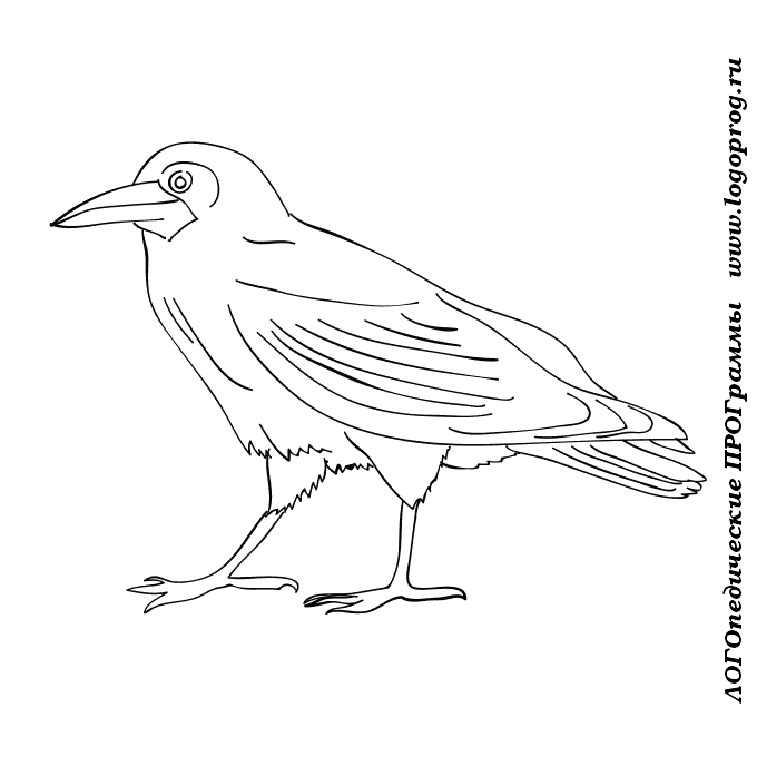 Картинки-раскраски на тему "птицы" - ЛогоПрог